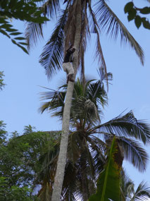 Up a tree