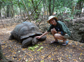 A land tortoise on Prison Island