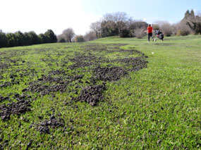 Pumice was blown off the fairway on some holes