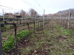 Vineyard at Agriturismo