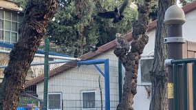 Cat and birds