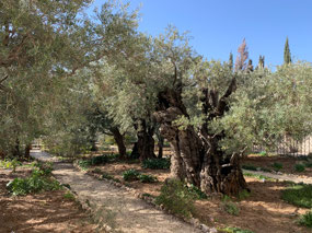 Ancient olive in the Garden of Gethsemane