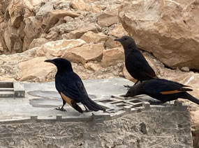 Tristram's starling getting water from water model
