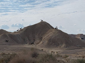 Ibex gathering rocks, looking for prey