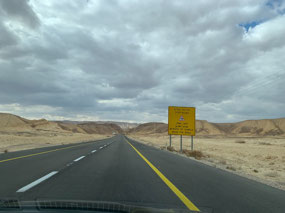 Gotta watch for camels