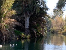River Jordan after it exits the Sea of Galilee