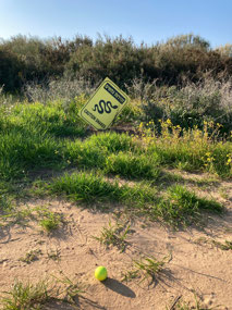 Phyllis' ball, a foot short of snake country
