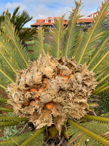Strange vegetation on the course