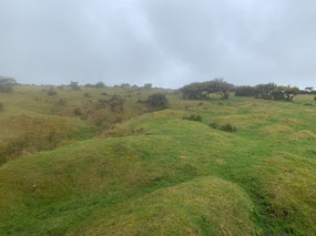 Misty on the moor