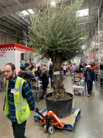 Did someone order an olive tree?