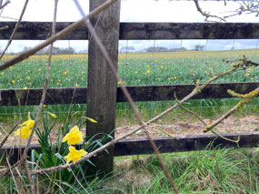 Escapees or the progeny of WWII plantings