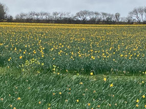 Partially picked; no longer a carpet of yellow