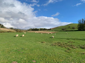 Phyllis finds lambs
