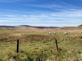 Sheep along the way