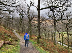 Start of the trail in trees
