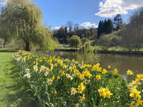 We end our time in England as it began, daffodils