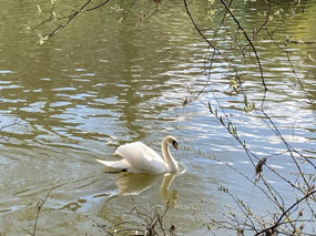 Resident swan