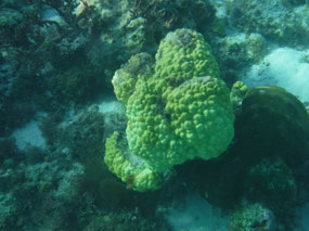 Green cauliflower?