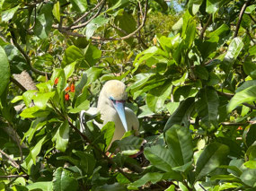 Red-footed booby hiding his feet