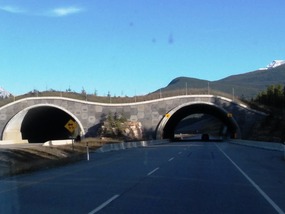 Viaduct for Wildlife