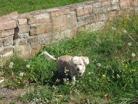 Roxie doing her own exploring!