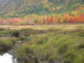 Beaver dam