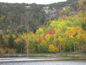 Beaver lodges safely placed in the pond