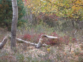 Beavers preparing for the long winter