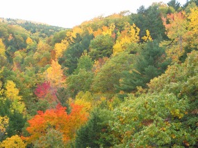 Colorful Forest