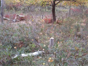 Evidence that the beavers are preparing for winter