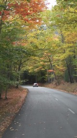 Lovely canopied road