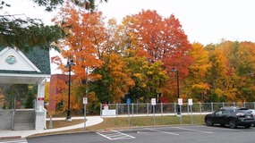 Look at those trees!