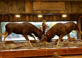 Moose locked in battle