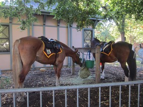 Boston Park Ranger horses