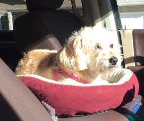 The co-pilot