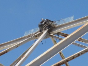 Osprey nest at the top of an airplane hangar