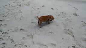 Roxie enjoying the sugar white sand