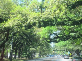 An oak branch canopy