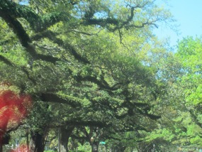Incredible ancient live oaks
