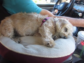 Roxie - dead to the world - snuggled with Dad