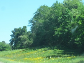 The wild flowers were out in force!!!!
