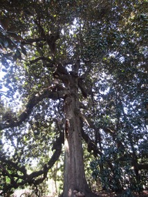 Inside the magnolia tree - it is massive!