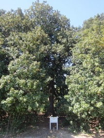 The largest magnolia tree 