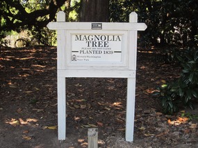 This magnolia tree was planted in 1839