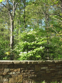 Dogwood tree in bloom