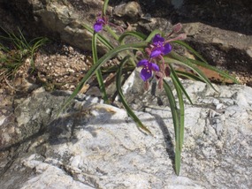 Iris growing next to the Novaculite rock