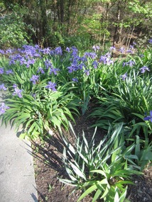 Irises along the path in Garvan Woodland Gardens