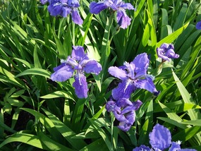 Irises in Garvan Woodland Gardens