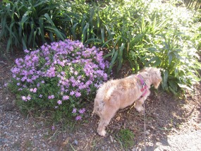 Roxie enjoyed the Gardens too!