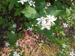 White Irises 